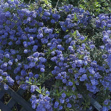Load image into Gallery viewer, Ceanthus Standard Californian Lilac
