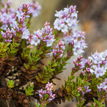 Load image into Gallery viewer, Veronica sect. Hebe - Hebe Baby Marie - Evergreen Small Shrub 2 Litre Pot
