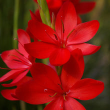 Load image into Gallery viewer, Hesperanthera Coccinea - River Lily 3 Litre Pot