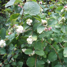 Load image into Gallery viewer, Symphoricarpos Albus / Snow Berry Bush