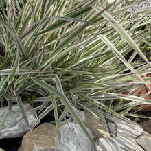 Load image into Gallery viewer, Carex Morrowii Ice Dance Ornamental Grass