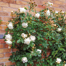 Load image into Gallery viewer, Rosa - Claire Austin Rambling Rose - Creamy White Rose 2 Litre Pot