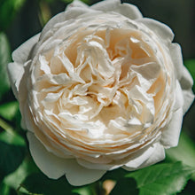 Load image into Gallery viewer, Claire Austin Rambling Rose