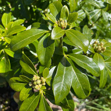 Load image into Gallery viewer, Mexican Orange Choisya Ternata
