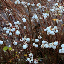 Load image into Gallery viewer, Symphoricarpos Albus / Snow Berry Bush