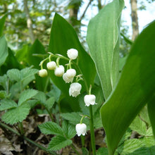 Load image into Gallery viewer, Lily of The ValleyConvallaria Majalis - Maybells - Ladys Tears.