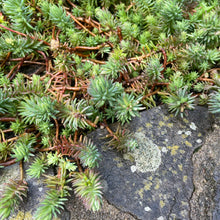 Load image into Gallery viewer, Sedum Reflexum - Frost hardy succulents