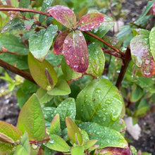 Load image into Gallery viewer, Hypericum Androsaemum - St John's Wort