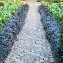 Load image into Gallery viewer, Ophiopgon Planiscapus Nigrescence Black Grass