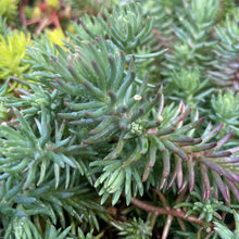 Load image into Gallery viewer, Jennys Stonecrop