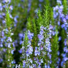 Load image into Gallery viewer, Rosemary - Sudbury Blue - Blue flowering shrub