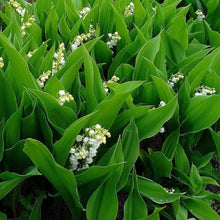 Load image into Gallery viewer, Lily of The ValleyConvallaria Majalis - Maybells - Ladys Tears.