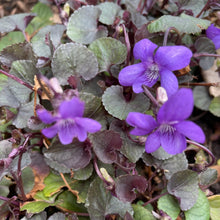 Load image into Gallery viewer, Viola Riviniana, - Common Dog-Violet