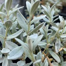 Load image into Gallery viewer, Snow in the summer - Evergreen trailing plant
