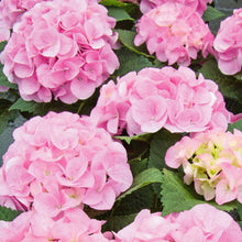 Load image into Gallery viewer, Hydrangea Macrophylla So Long Rosy