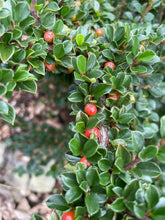 Load image into Gallery viewer, Cotoneaster Horizontalis
