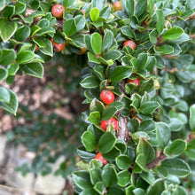 Load image into Gallery viewer, Cotoneaster Horizontalis