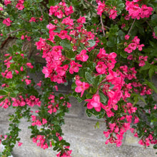 Load image into Gallery viewer, Escallonia Donard Radiance