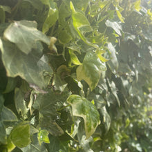Load image into Gallery viewer, Glacier Ivy - Hedera helix 'Glacier'