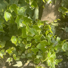 Load image into Gallery viewer, Glacier Ivy - Hedera helix 'Glacier'