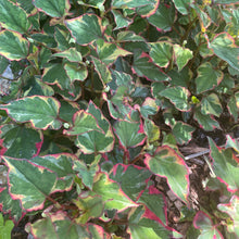 Load image into Gallery viewer, Houttuynia Cordata Chameleon - fish mint - sub shrub