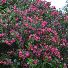 Load image into Gallery viewer, Escallonia Donard Radiance