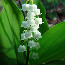 Load image into Gallery viewer, Lily of The ValleyConvallaria Majalis - Maybells - Ladys Tears.