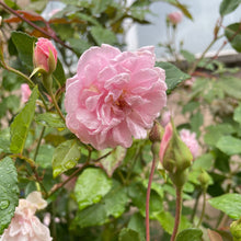 Load image into Gallery viewer, City of London Pink Scented Rose
