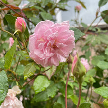 Load image into Gallery viewer, City of London Pink Scented Rose