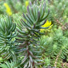 Load image into Gallery viewer, Sedum Reflexum - Ground cover plant