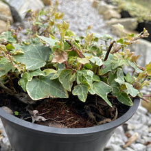 Load image into Gallery viewer, Glacier Ivy - Hedera helix 'Glacier'