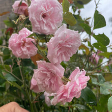 Load image into Gallery viewer, City of London Pink Scented Rose