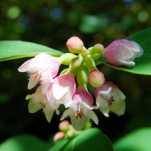 Load image into Gallery viewer, Snow Berry Bush - Winter plant