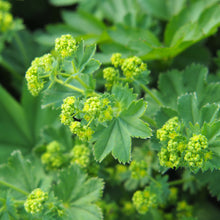 Load image into Gallery viewer, Alchemilla Mollis. - Lady's Mantle - Sub Shrub