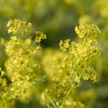 Load image into Gallery viewer, Alchemilla Mollis. - Lady's Mantle - Sub Shrub With Yellow Flowers