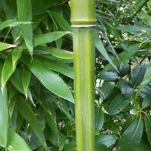 Load image into Gallery viewer, Fargesia Rufa Clumping Bamboo