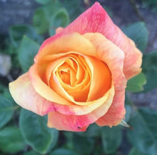 Load image into Gallery viewer, Piccadilly Peach/Yellow/Pink Bio Colour scentedRose