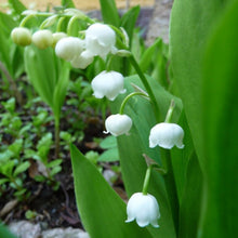 Load image into Gallery viewer, Convallaria Majalis - Lily Of The Valley 1.5 Litre Pot