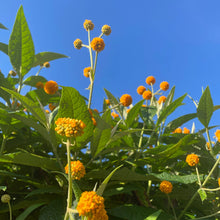 Load image into Gallery viewer, Buddleja Orange Ball