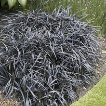 Load image into Gallery viewer, Ophiopgon Planiscapus Nigrescence Black Grass