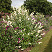 Load image into Gallery viewer, Buddleja Davidii 'White Profusion' - White Butterfly bush