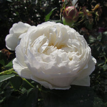 Load image into Gallery viewer, Claire Austin Rambling Rose