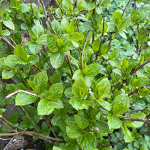 Load image into Gallery viewer, Hydrangea Macrophylla So Long Rosy