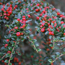 Load image into Gallery viewer, Cotoneaster Horizontalis Berberis Hedging plant