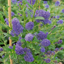 Load image into Gallery viewer, Ceanothus Standard Californian Lilac