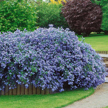 Load image into Gallery viewer, Ceanothus Standard Californian Lilac