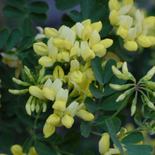 Load image into Gallery viewer, Cornilla Glauca - Winter Flowering Evergreen Shrub