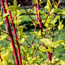 Load image into Gallery viewer, Cornus Alba Sibirica Dogwood Plant