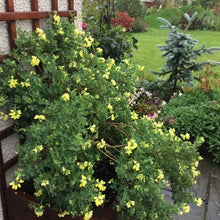 Load image into Gallery viewer, Cornilla Glauca - Winter Flowering Evergreen Shrub