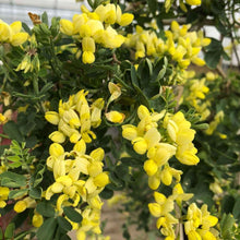 Load image into Gallery viewer, Cornilla Glauca - Winter Flowering Evergreen Shrub
